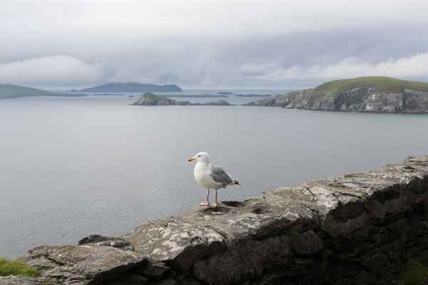 Wild Atlantic Way - Dingle Peninsula