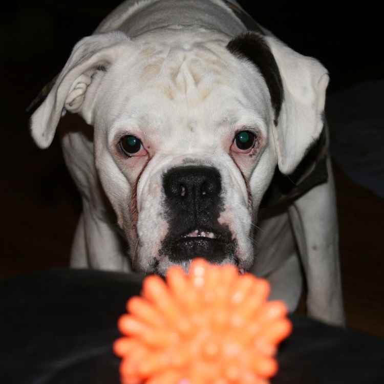 auf der lauer...auf der...