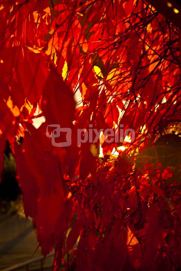 Herbstlicht III