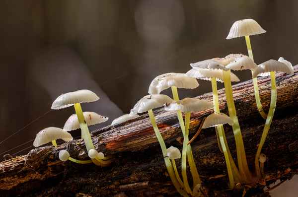 Kleine Schönheiten-2