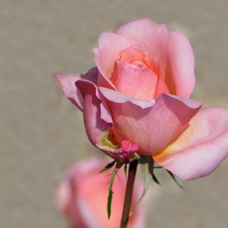 Roseblüte in zartrosa