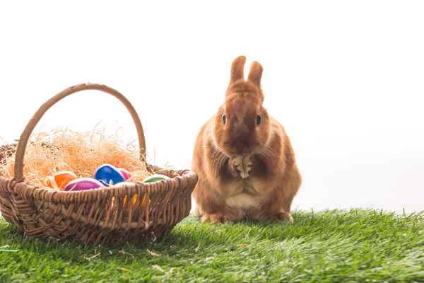 Osterhase