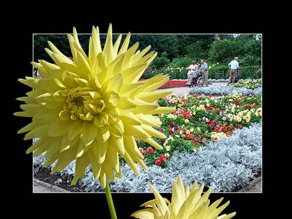 Dahliengarten