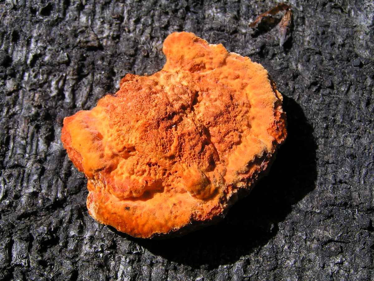 Zinnoberrote Tramete