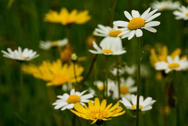 Margariten und andere