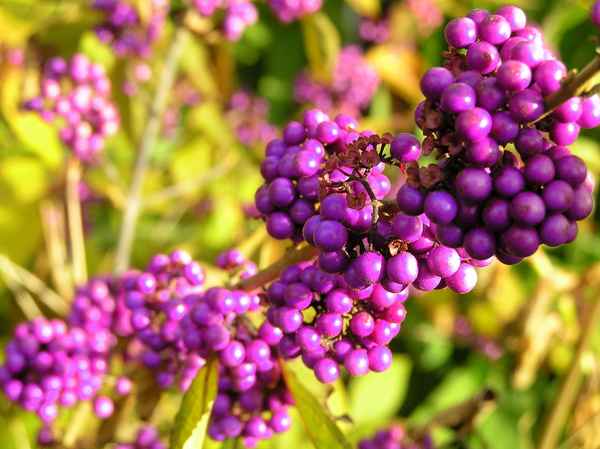 liebesperlenstrauch 2