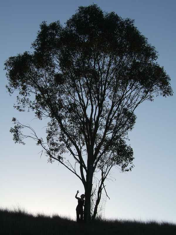 Shilouette von Baum und Mensch