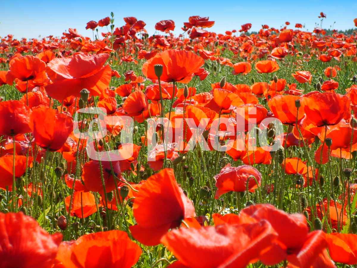 Mohnblumen