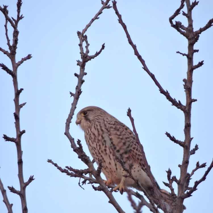 Turmfalke hält Ausschau