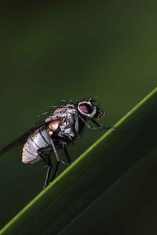unbekannte Fliege 1
