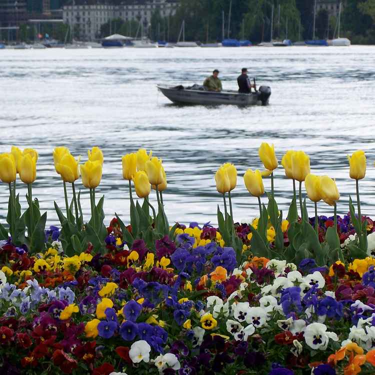 Frühlings Blumenmeer vor dem Zürichsee