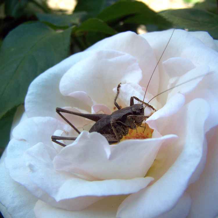 Grille am Rosennektar