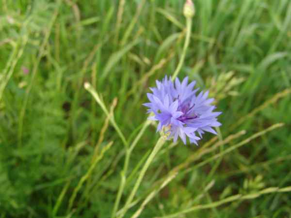 Kornblume