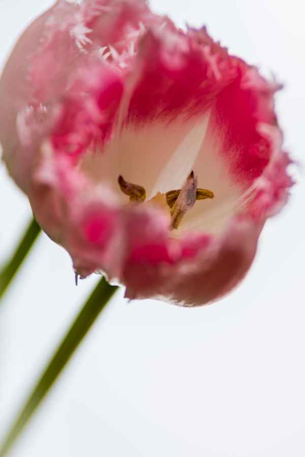 Tulpe