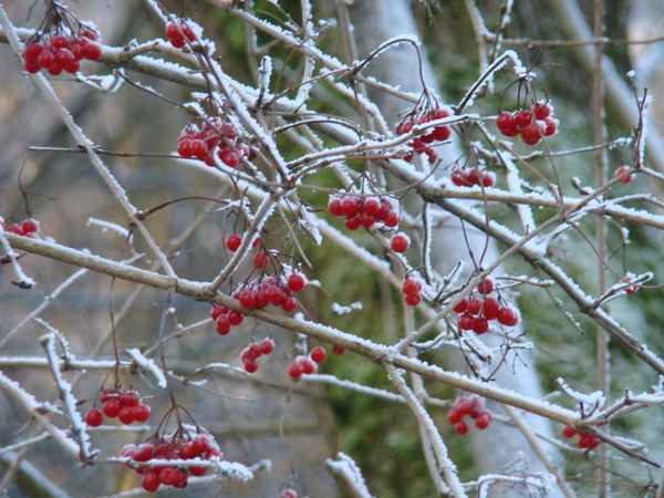 Winterbeeren