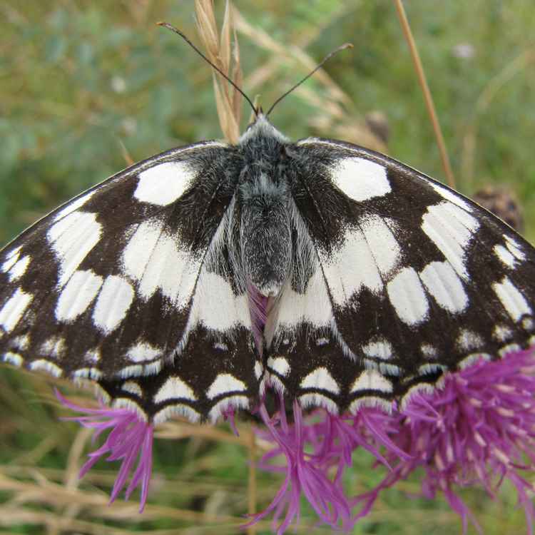 Schachbrett (Melanargia galathea)