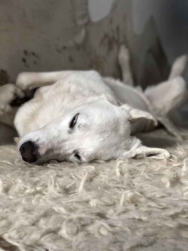hund mix verdreht