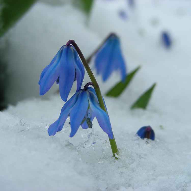 Scillas im Schnee