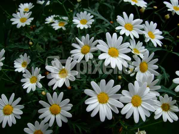 Viele Margaritenblüten