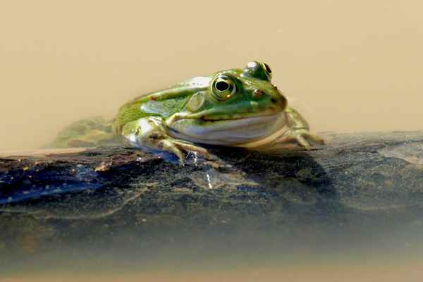 Hi, ich bin hier der Chef....das ist mein Revier!