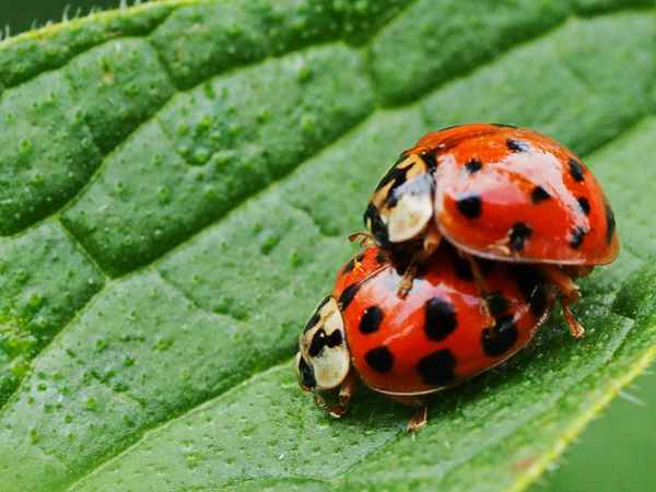 marienkäfers lastenträger