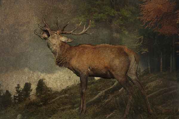 Der Hirsch