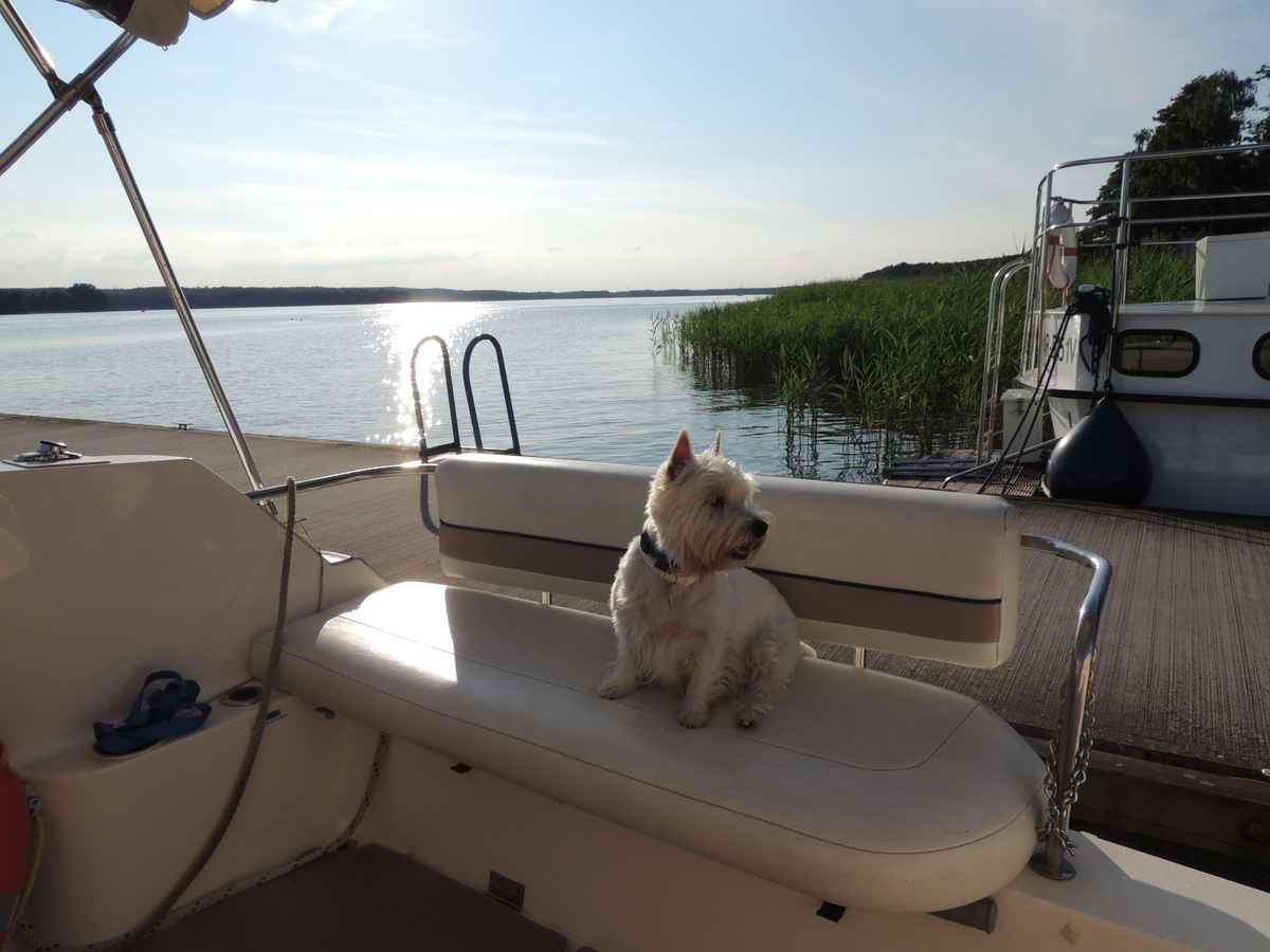 Hund auf Sportboot