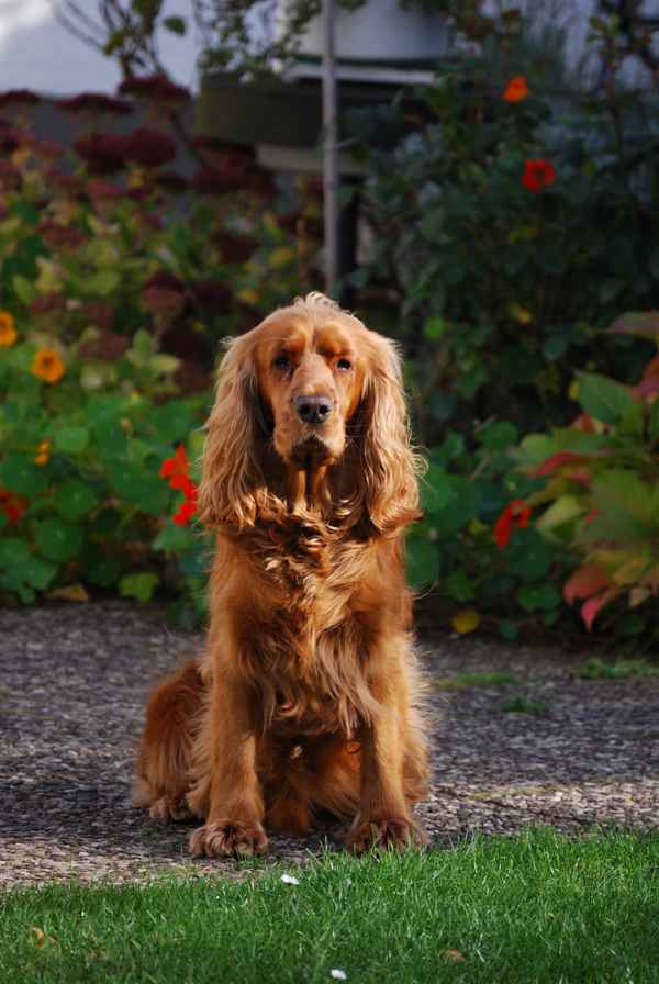  Cocker Spaniel