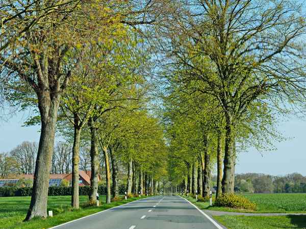 fahrt durch den frühling