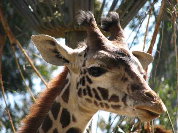 Giraffenporträt