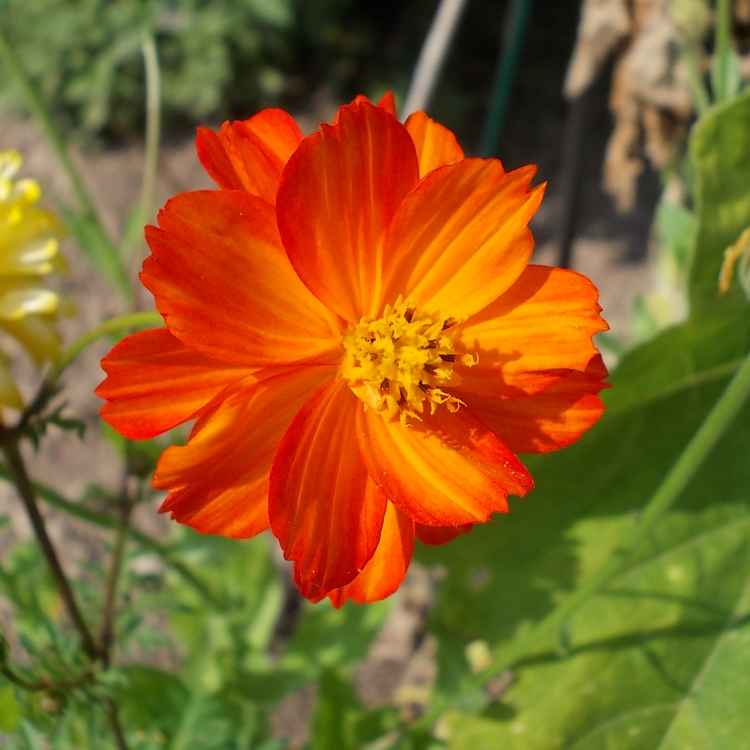 Strohblume