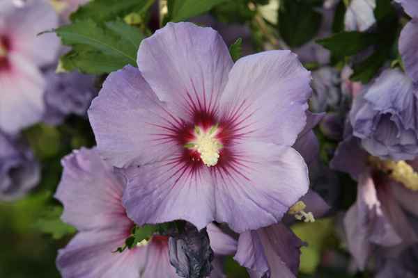 Malvenblüte