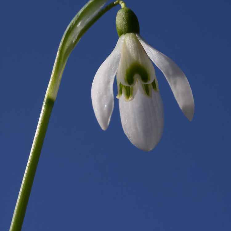 Schneeglöckchen