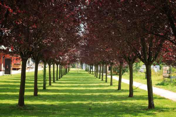 Allee
