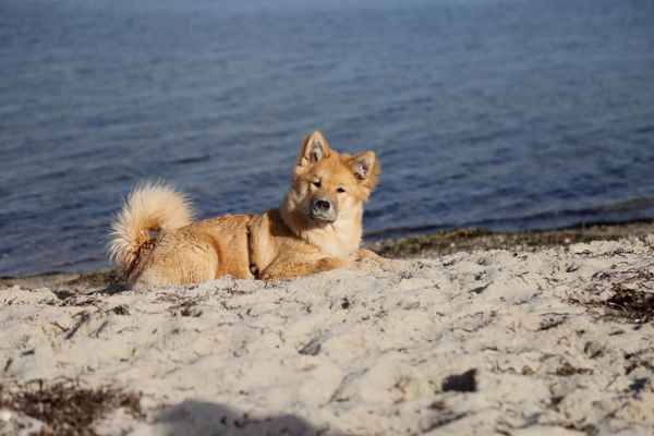 Bonita am Strand