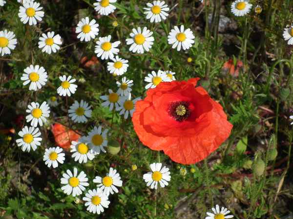 Rote Klatschmohnblüte inmitten von Kamille