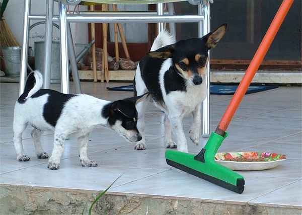 Mex. Pinscher: Vater und Tochter