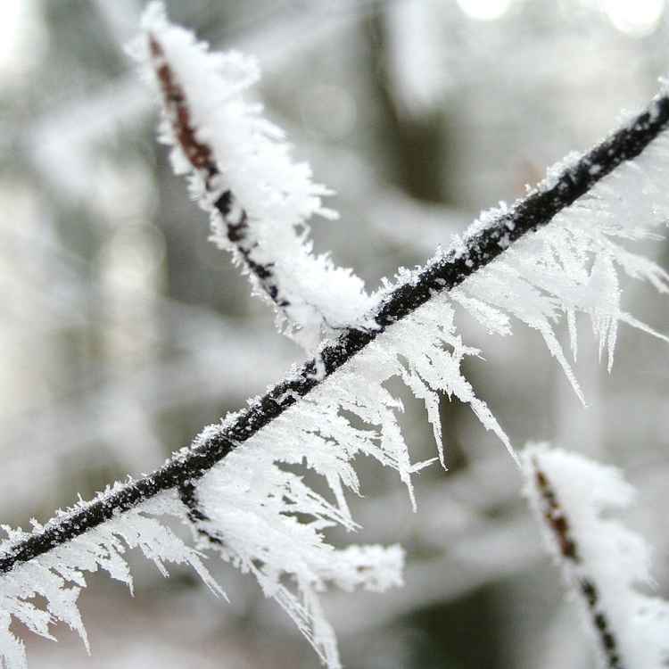 Zweige im Winterzauber