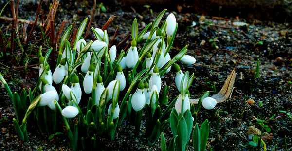 Schneeglöckchen
