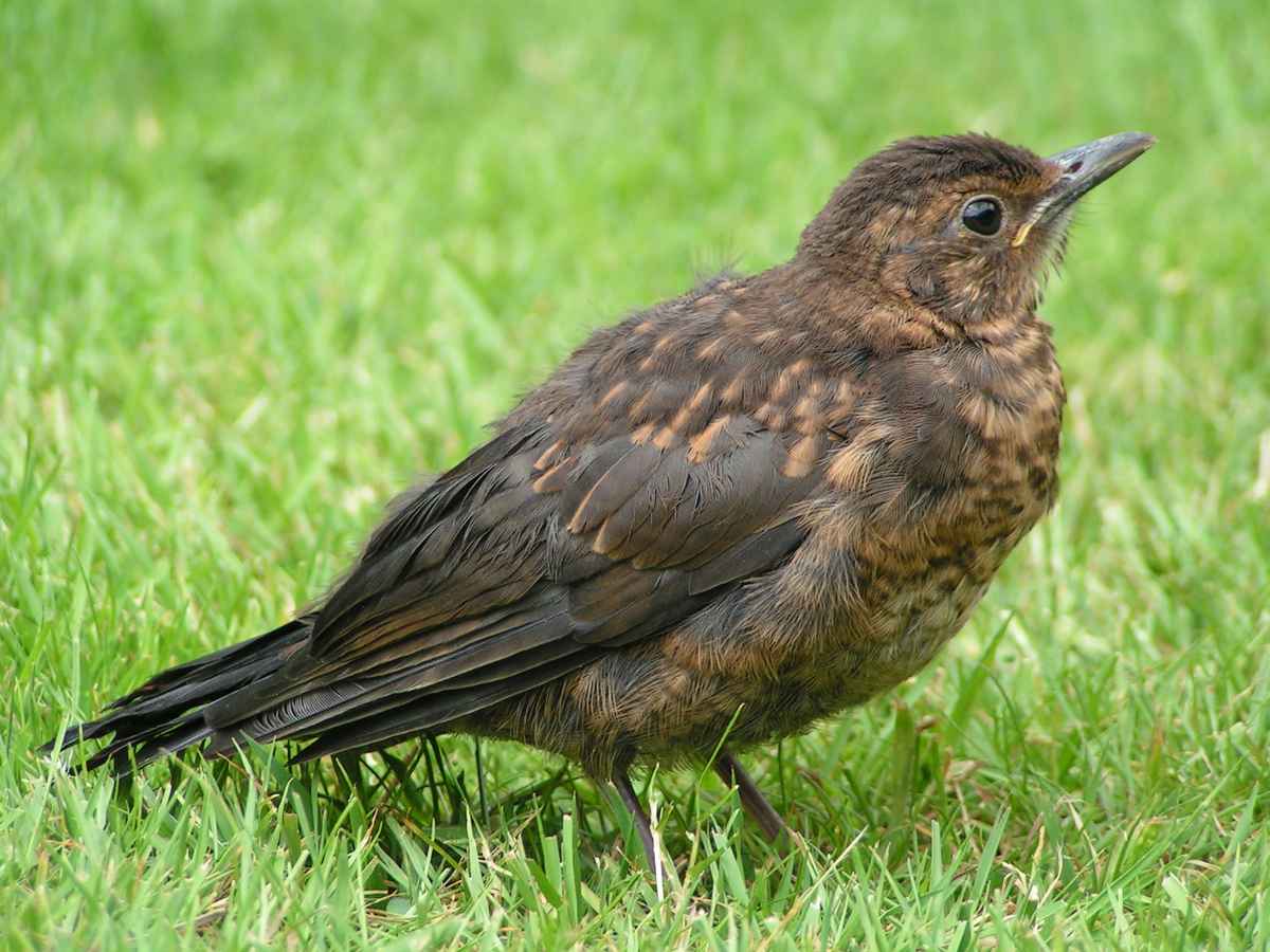 Junge Amsel 01