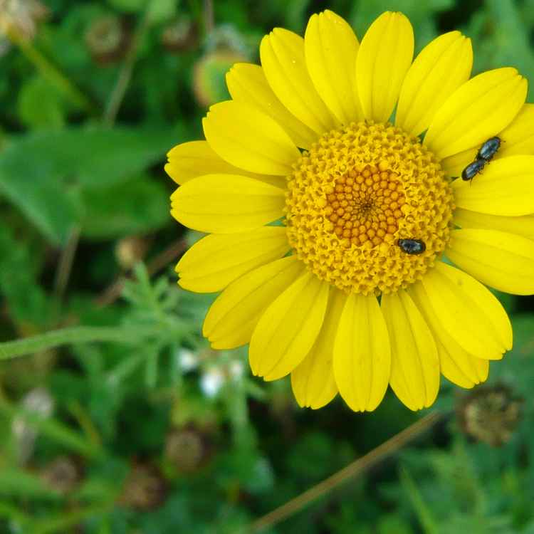 Wiesenblumen mit Borkenkäfer