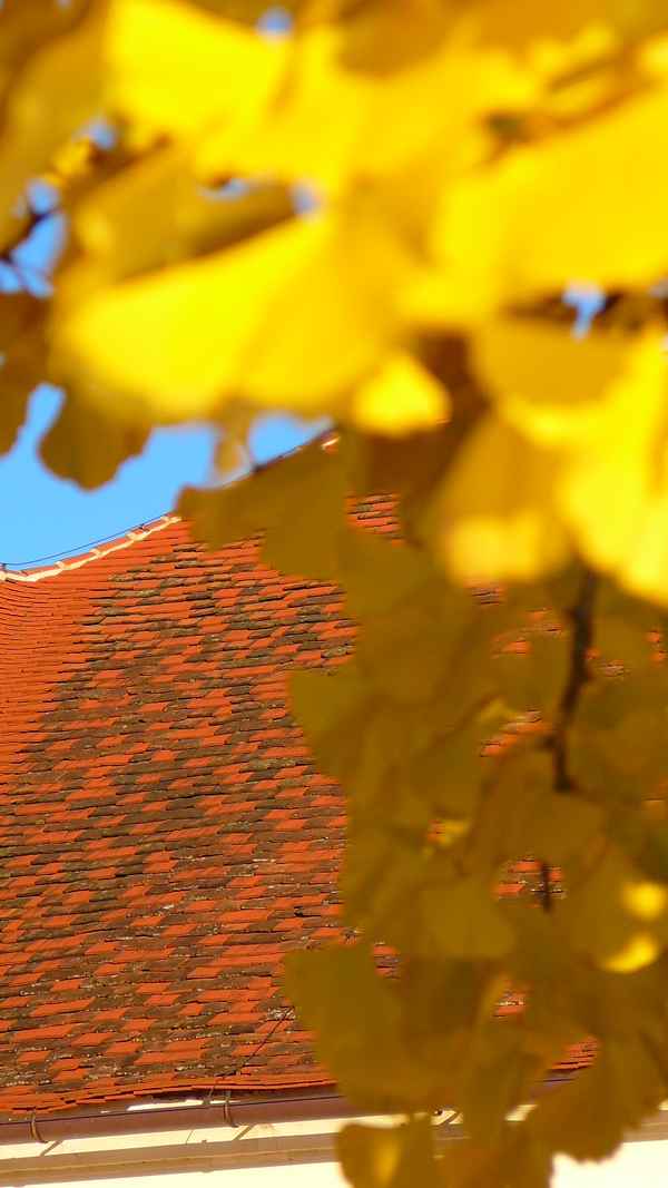 Ginkgo und rotes Dach