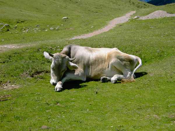 weidetier