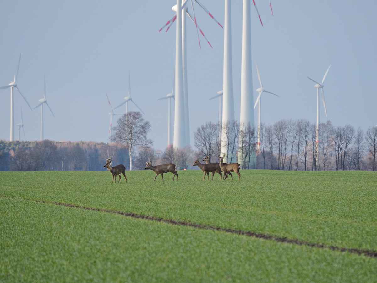 leben unter windrädern