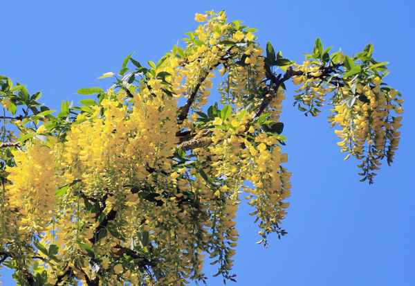 Blühender Goldregen