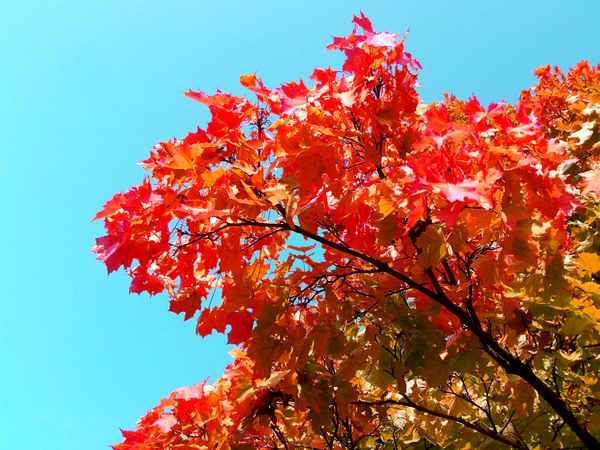 Schöner Herbst 12