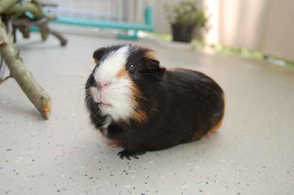 Meerschwein2