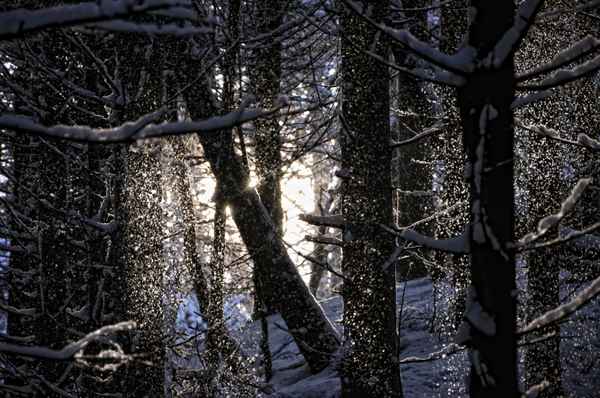 Leise rieselt der Schnee