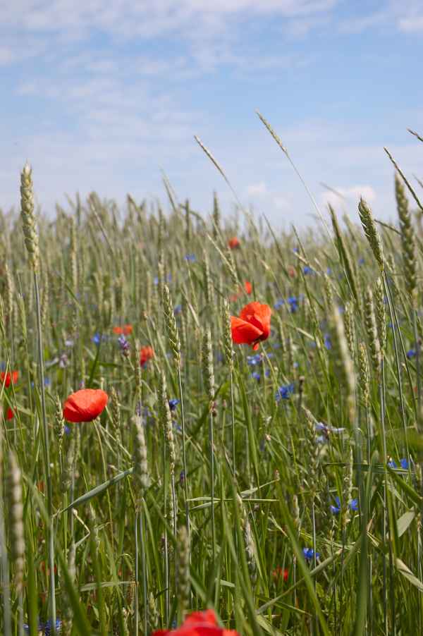Kornfeld 2