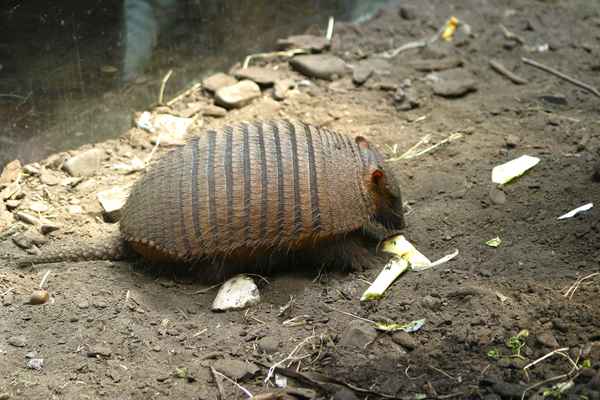 Guerteltiere sind Saeugetiere